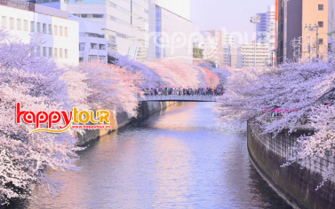 CUNG ĐƯỜNG VÀNG NHẬT BẢN - THƯỞNG NGOẠN HOA ANH ĐÀO - VIETNAM AIRLINES