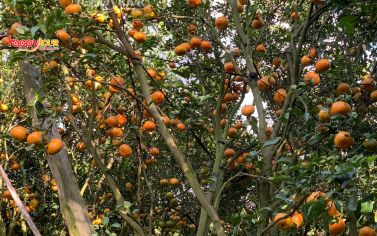 TOUR BÌNH PHƯỚC 1 NGÀY - ULA RESORT - VƯỜN QUÝT HỒNG